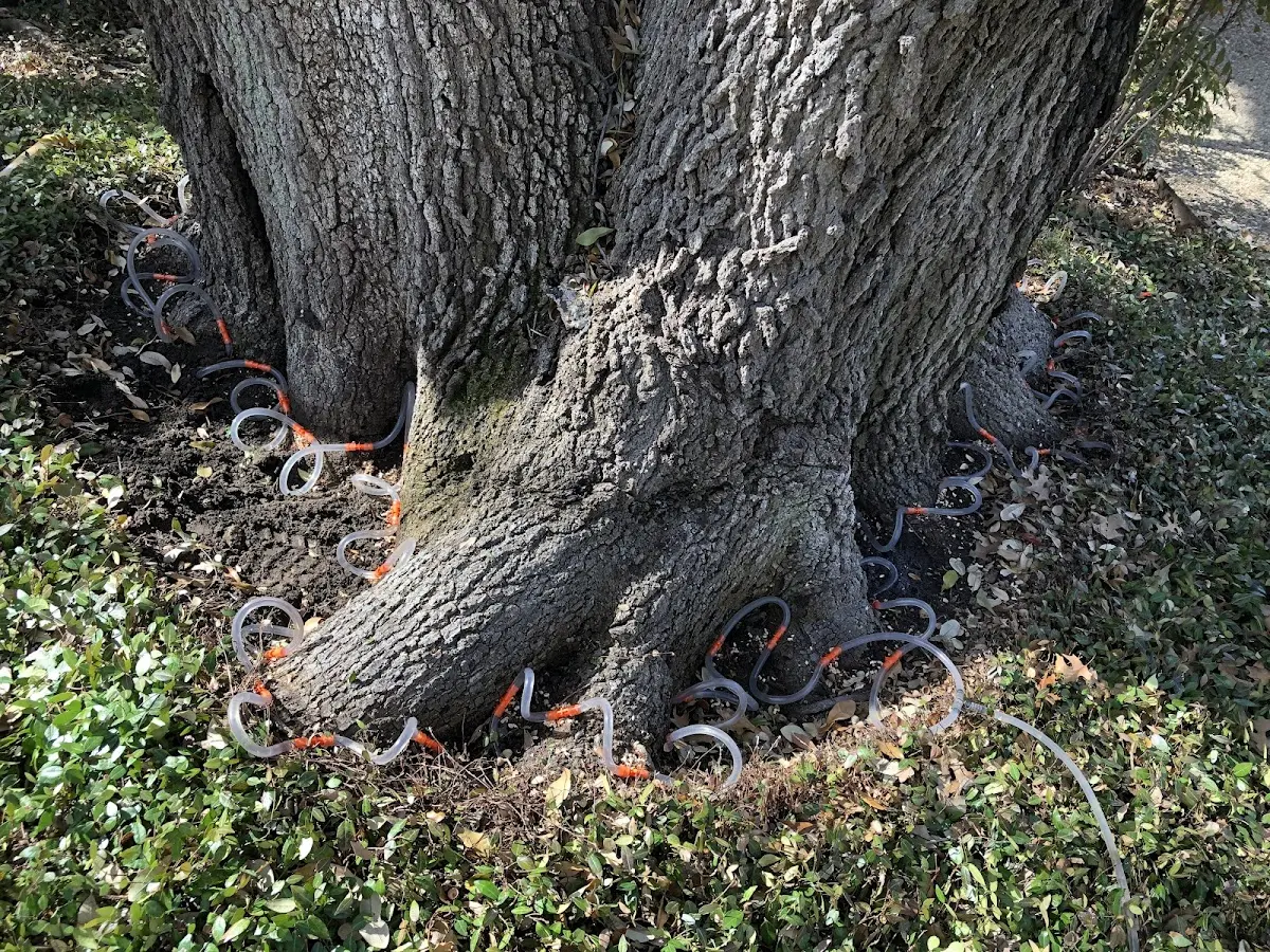 Detailed Tree Cabling and Bracing job site in Correctionville