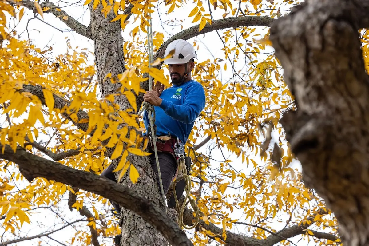 Skilled Tree Planing crew working in Correctionville